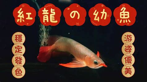 紅龍幼魚|｜龍魚｜紅龍風水